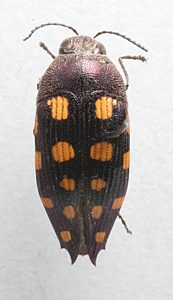 Astraeus jansoni, SAMA 25-019808, from Callitris gracilis, FR